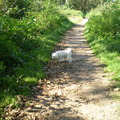 honden foto 29-09-2011

CHICKA IN HET BOS