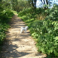 honden foto 29-09-2011

CHICKA