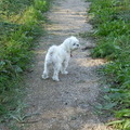 honden foto 29-09-2011

CHICKA HOORT WAT IN HET BOS