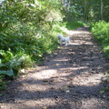 honden foto 30-09-2011

M,n lieve Chicka