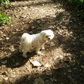 honden foto 30-09-2011

WAT HOOR IK DAAR 