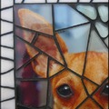 honden foto Close Up..