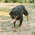 honden foto mijn eerste hond Kani, rottweiler teef