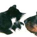 honden foto koya & woes