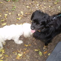honden foto Chicka ontmoet een ander hond, hondje zat aan de riem,en mocht later ook los van z,n vrouwtje