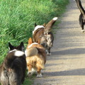 honden foto Aan de wandel met de honden