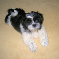 honden foto Puppy Shihla 3 maanden