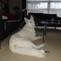 honden foto 12-10-2011, je laatste dag