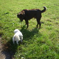 honden foto 13 oktober 2011

CHICKA DENKT OHHHH HIJ IS TOCH WEL EEN BEETJE GROOT DE ANDERE HOND, MAARRRRRR ALLES GING GOED, JIPPIEEEEEEE