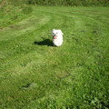honden foto 13-OKTOBER-2011

GAAFFFFFFFFFF CHICKA ZO TE ZIEN GENIETEN, WAT WIL EEN MENS NOG MEER, ALS JE LIEF ZO GENIET