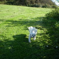 honden foto 13-08-2011

NA GERUST TE HEBBEN, GAAAAAAAAAT CHICKA WEER RENNEN, DAT KOPPIE AHHH ZO LIEF