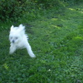 honden foto 13-08-2011

ZONDE DAT DE FOTO ZO WAZIG IS, CHICKA DE HOOG VLIEGER 