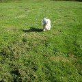 honden foto 13 OKTOBER 2011

VROUWTJEEEEEEEEE IK KAN OOK LACHEN TIJDENS HET RENNEN, ZIE JE HET !!!!!!