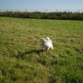 honden foto 14 OKTOBER 2011

AHH DAT KOPPIE, M,N LIEF GENIET