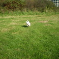 honden foto 14 OKTOBER 2011

KAN IK GOED RENNEN HE VROUWTJE, ZIE JE DAT, OREN OMHOOG, NOG EVEN EN IK GA VLIEGEN