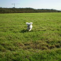honden foto 14 OKTOBER 2011

IK KAN VLIEGENNNNNNNNNN