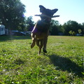 honden foto 