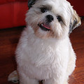 honden foto dit is diesel (shih zhu)geb:2-3-2008 en ik ga 1 x in de 2 maanden naar de kapper.