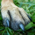 honden foto 