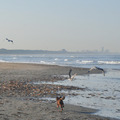 honden foto Strand en duinen IJmuiden 14/10/2011