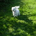 honden foto 15 OKTOBER 2011

ZIE JE ME VROUWTJE, IK REN JE VOORBIJ