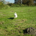 honden foto 15 OKTOBER 2011

CHICKA IS AAN HET HOOGSPRINGEN