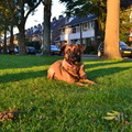 honden foto 