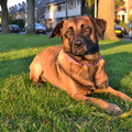 honden foto 