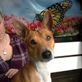 honden foto de papa van jazzy benji