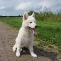 honden foto zie mij nou zitten in deo oudorper polder