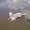 honden foto alles goed in de gaten  houden op het strand van bergen aan zee
