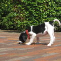 honden foto snoeperd!!
dat was voor de vogels!!
