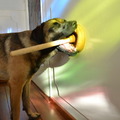 honden foto 