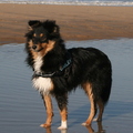 honden foto 