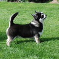 honden foto Super mooie korthaar reu Brameritas Push the Button eigenaar T land Van Aalst 