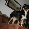 honden foto 