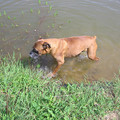 honden foto Duke http://www.hondenpage.com/foto/foto/179404.jpg