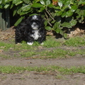 honden foto heerlijk beest die Bobo