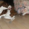 honden foto 