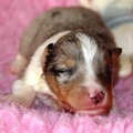 honden foto 