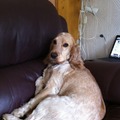 honden foto 