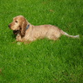 honden foto 