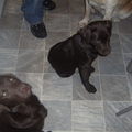honden foto Lief vrouwke wij willen het nu echt wel hoor!!