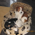 honden foto samen met mijn groete vriendin Shilla