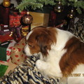 honden foto Ik weet wel welk kado van mij is