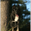honden foto Blue