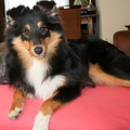 honden foto 