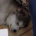 honden foto 