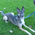 honden foto Mika op training. ff uitrusten okt. 2011