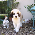 honden foto 